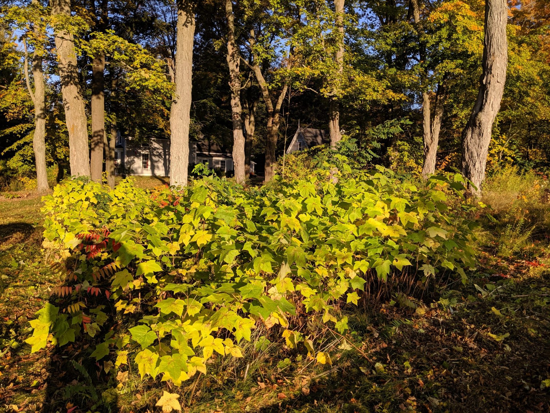 Trees and a garden at sunset