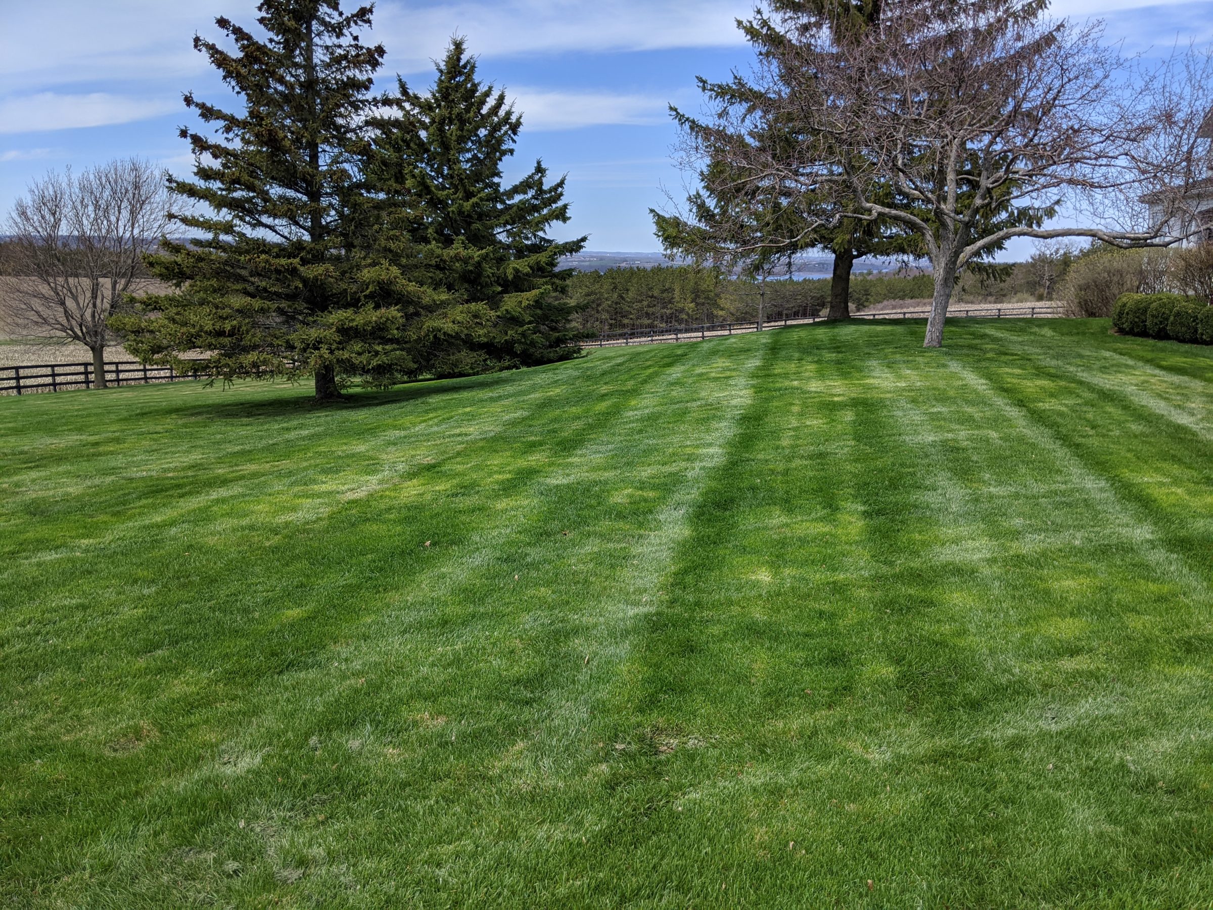 Lush green lawn with trees under blue sky.