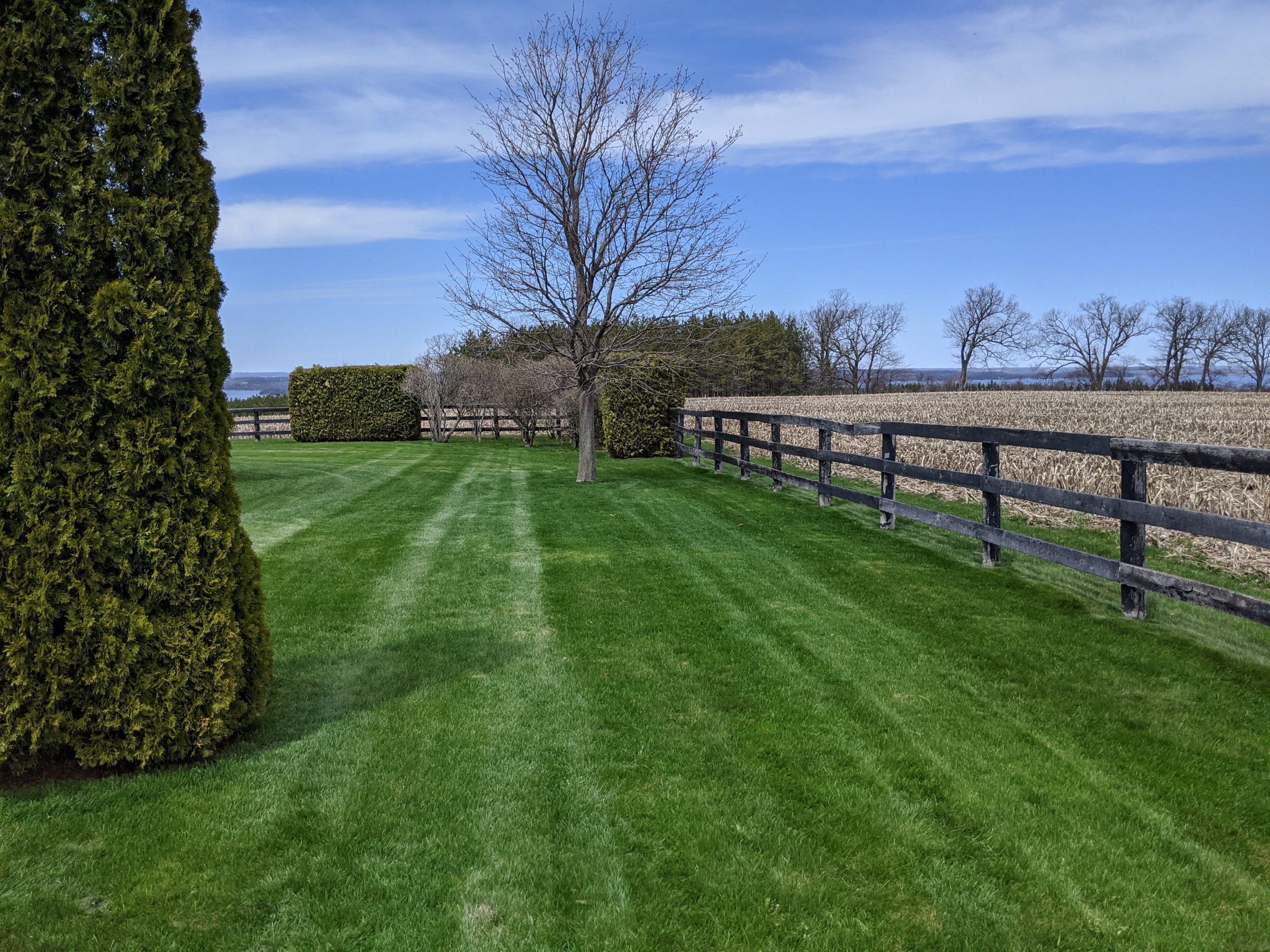 Green lawn, trees, and fence under clear sky.