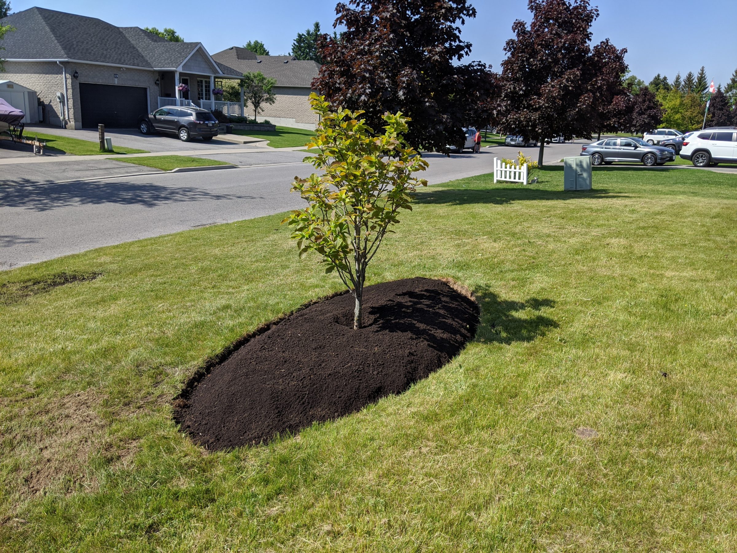 Newly planted tree in residential neighborhood