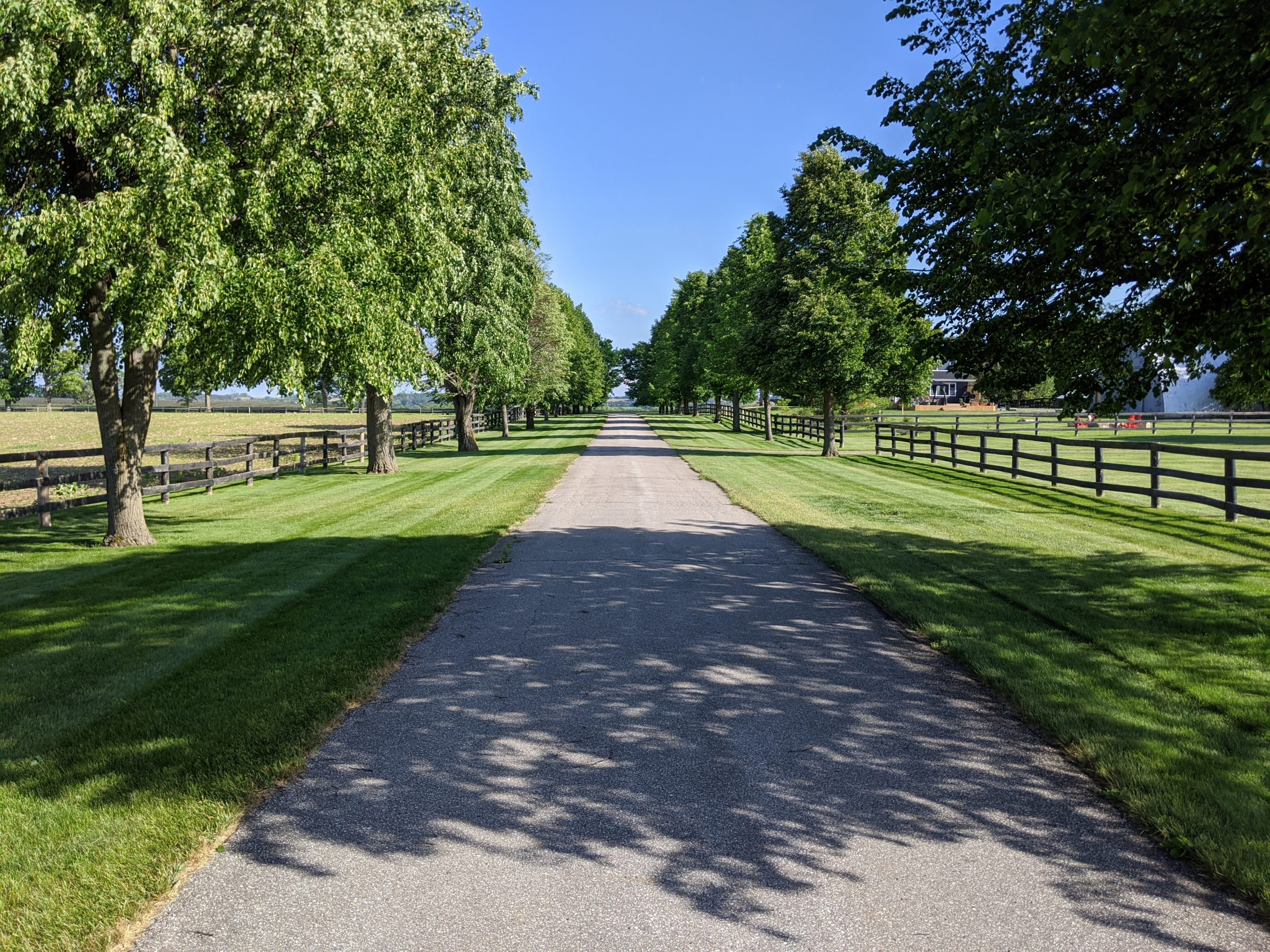 Tree-lined country road on sunny day