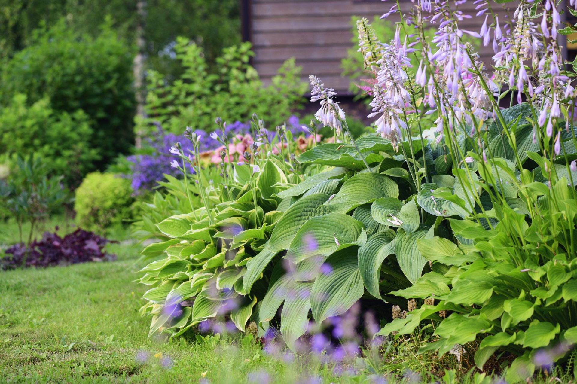 Lush green garden with hosta plants and flowers.