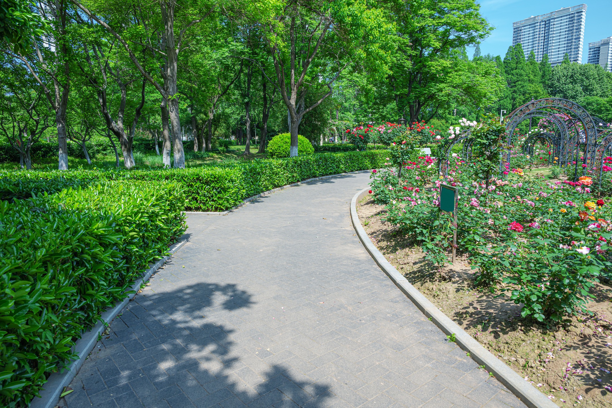Pathway through garden with trees and flowers.