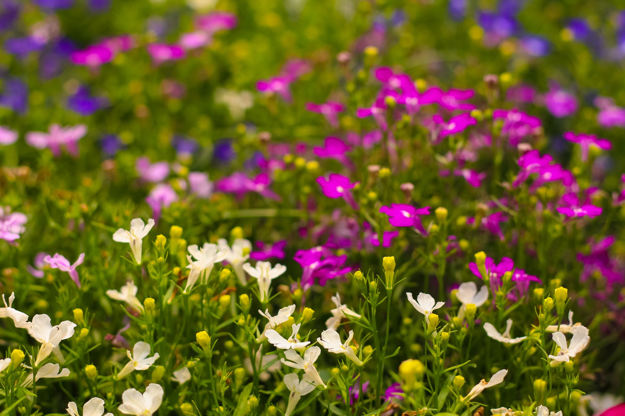 Colorful wildflowers blooming in a vibrant garden