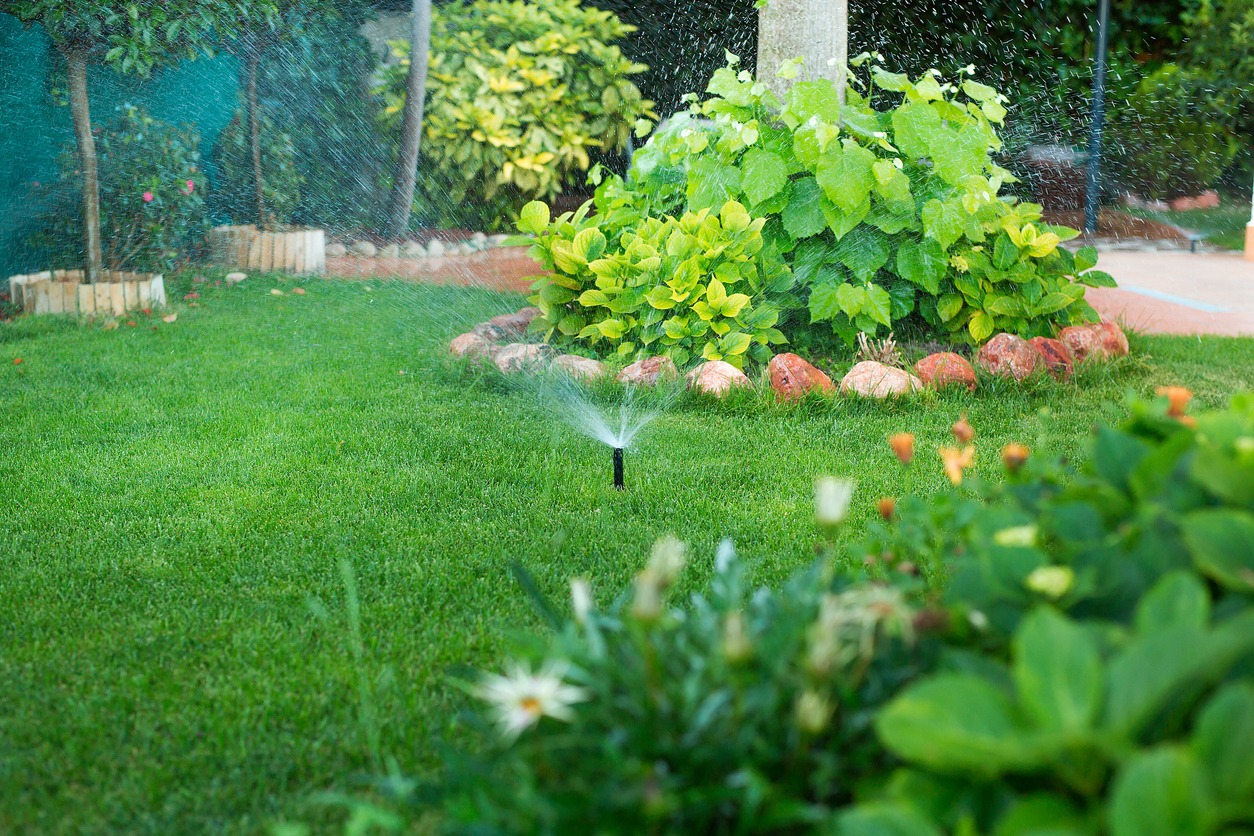 Lawn sprinkler watering green grass and garden plants.