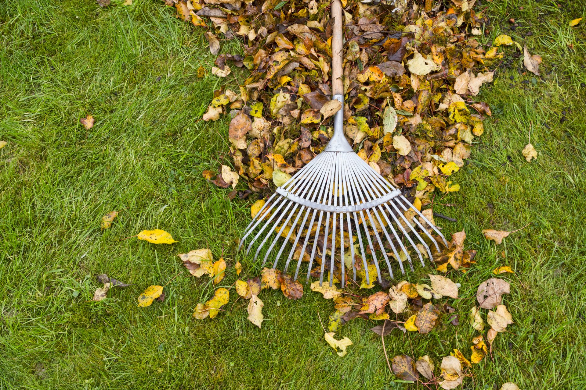 Rake collecting autumn leaves on green grass.